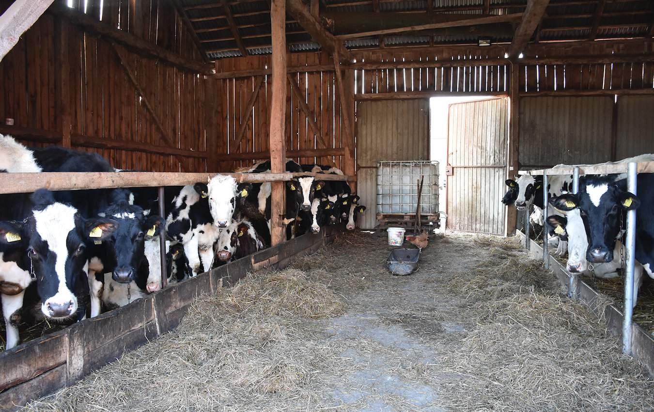 Stodoła zaadaptowana na potrzeby bydła mlecznego