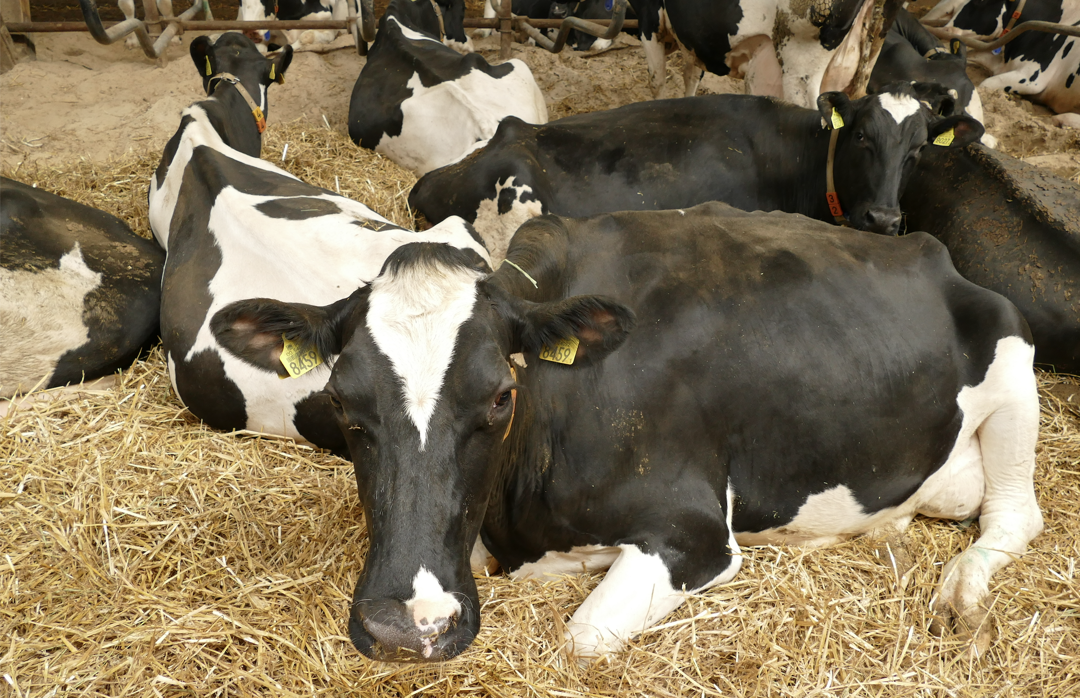  Jak zabezpieczyc swoje stado krów przed stresem cieplnym? 
