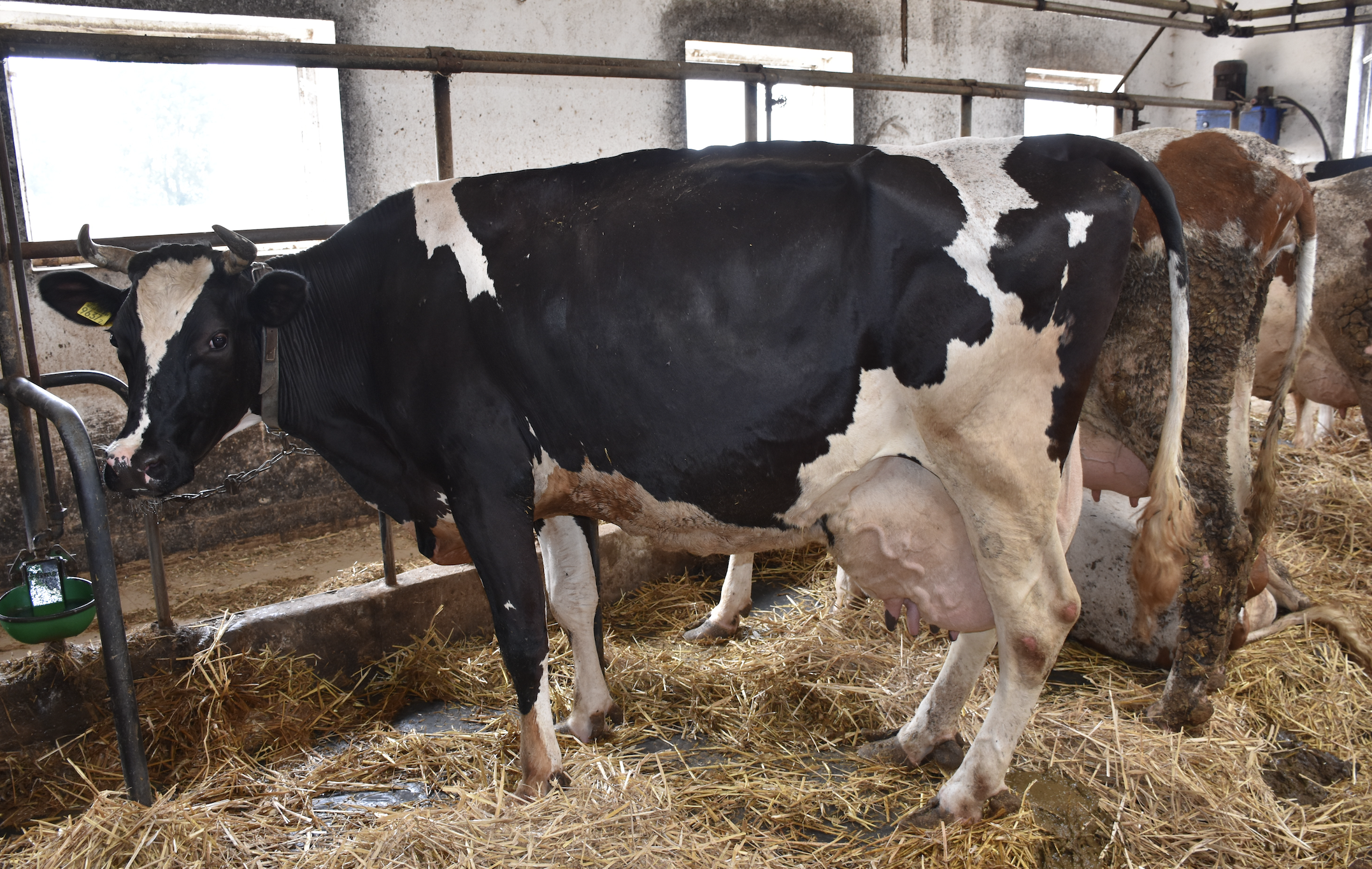 Krowa rekordzistka pod względem wydajności, która w swojej trzeciej laktacji dała 13 200 kg mleka