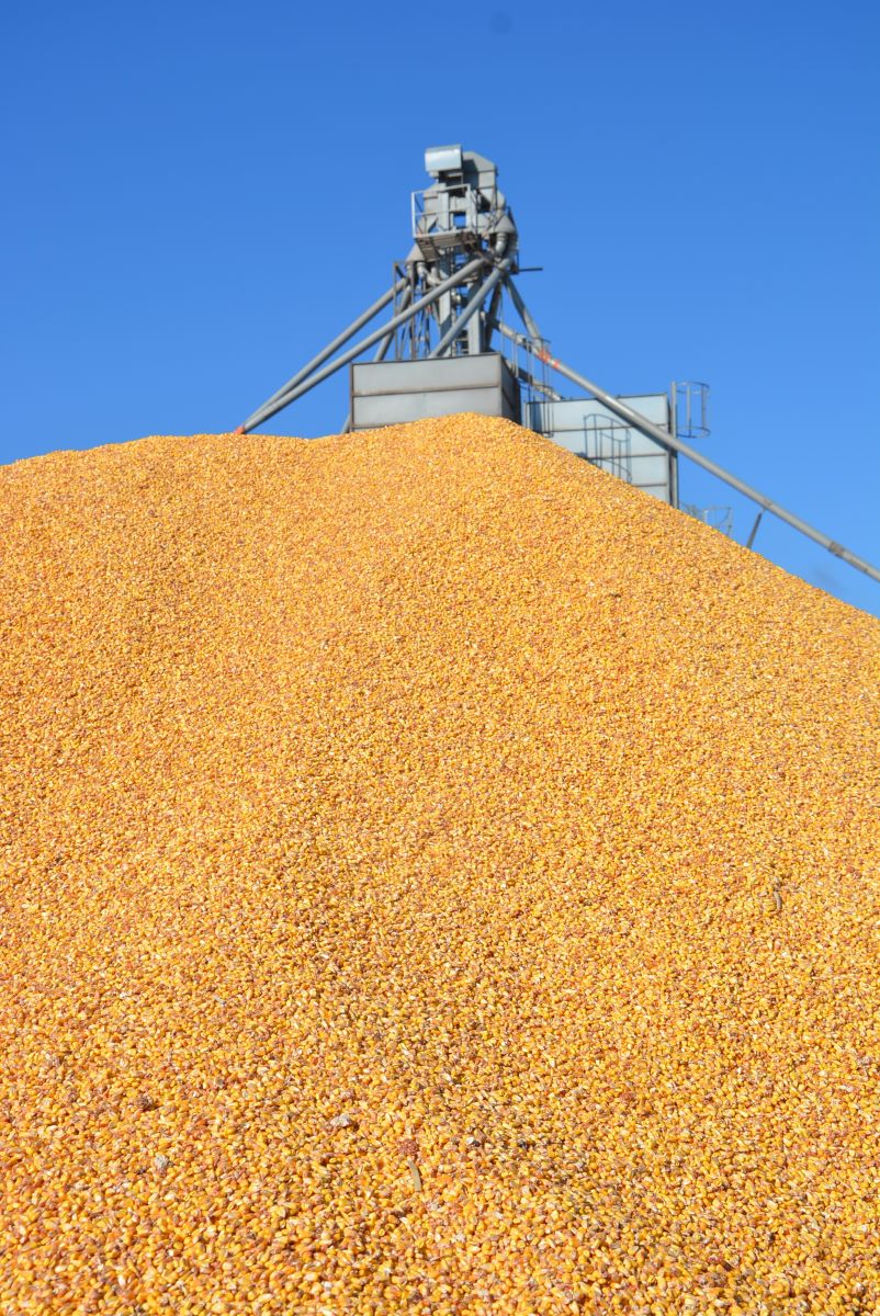 Suszenie dwuetapowe to sposób na obniżenie kosztów przygotowania ziarna kukurydzy do przechowywania​