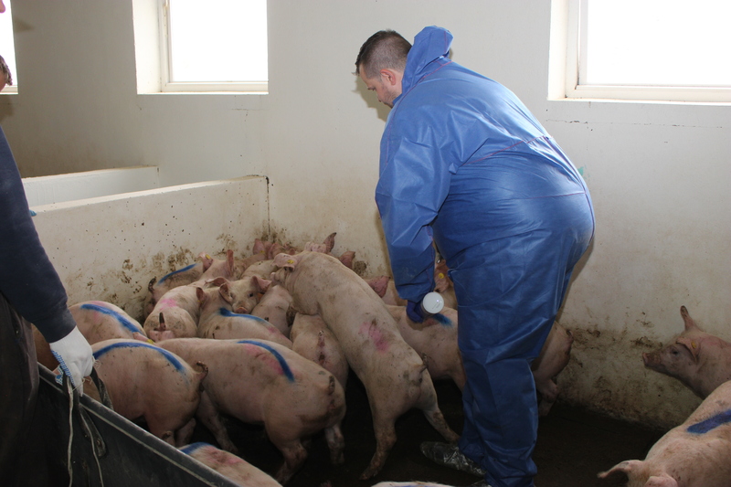 W nowym projekcie rozporządzenia w sprawie opłat za czynności wykonywane przez Inspekcję Weterynaryjną znacząco obniżono stawkę, jeśli kontrola świń przed transportem trwa krócej niż 15 minut