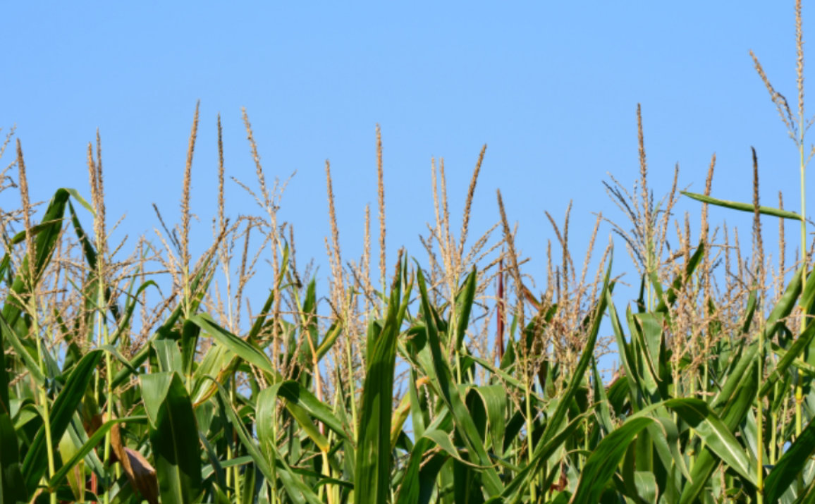 Badania potwierdzają, że swobodne krzyżowe przepylenia między mieszańcami kukurydzy znacznie podnosi zawartość skrobi. Zdaniem prof. Józefa Adamczyka, najważniejszym warunkiem wykorzystania tego w praktyce jest dobranie dwóch odmian, które zakwitną jednocześnie, maksymalnie z jednodniowym przesunięciem