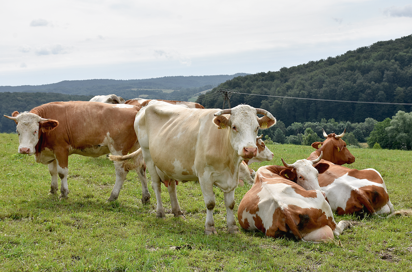 We wrześniu, gdy odrosty słabną, krowy dokarmiane są zielonką dowożoną do obory na czas doju