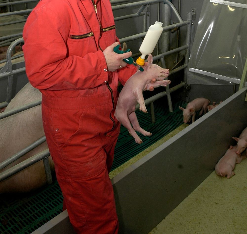 Dobrze dobrany do stada program szczepień jest podstawą w ograniczaniu negatywnych skutków chorób pogarszających efekty chowu świń