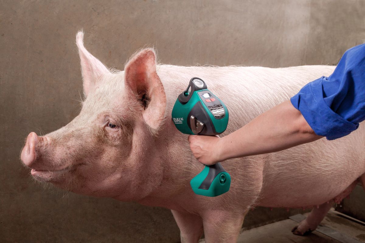 Alternatywą dla iniekcji igłowych są mniej krwawe i mniej bolesne dla świń szczepienia śródskórne