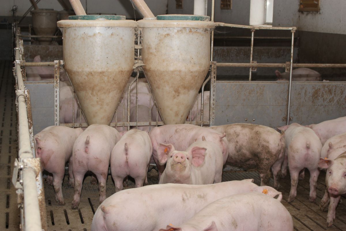Koszty żywienia świń można zmniejszyć nie tylko poprzez wykorzystanie tańszych surowców, ale przede wszystkim dzięki poprawie wykorzystania paszy na kilogram przyrostu
