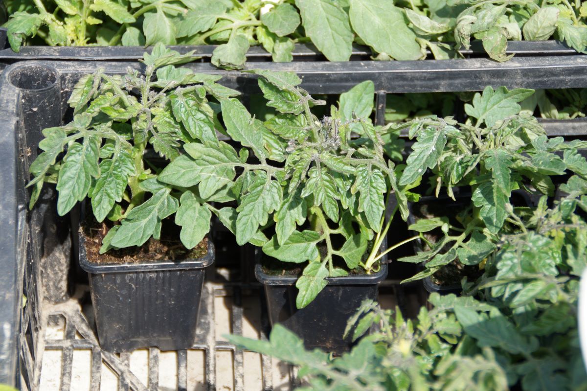 Rozsadę pomidorów lub innych psiankowatych najlepiej produkować w doniczkach lub wielodoniczka