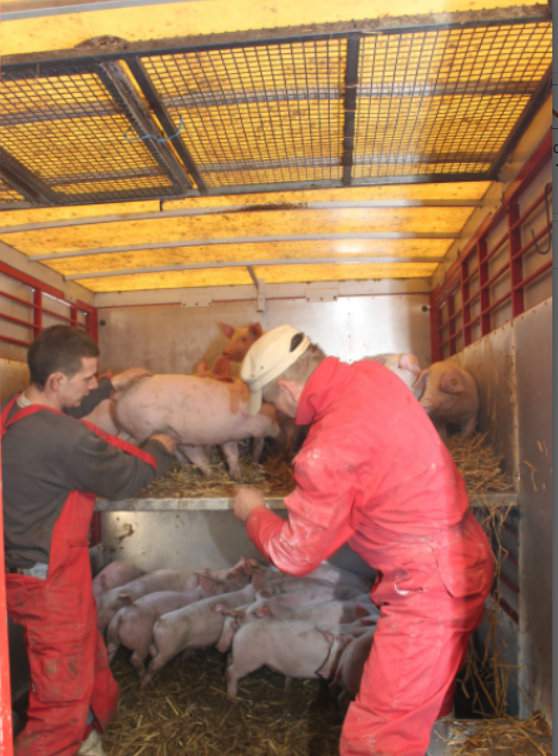 Przy przewożeniu świń spoza strefy różowej i czerwonej na teren tych stref wymagane jest pozwolenie powiatowego lekarza weterynarii właściwego dla miejsca przeznaczenia zwierząt