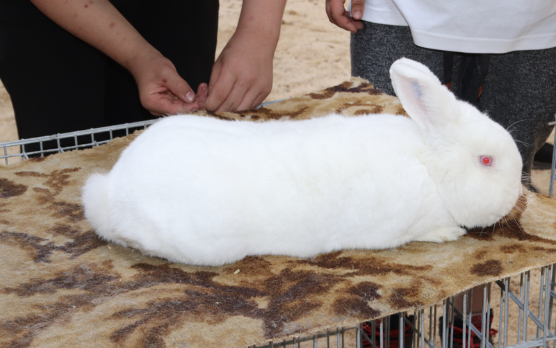 Tytuł superczempiona w rasach średnich uzyskał królik nowozelandzki biały Marcina Domżalskiego z miejscowości Różan