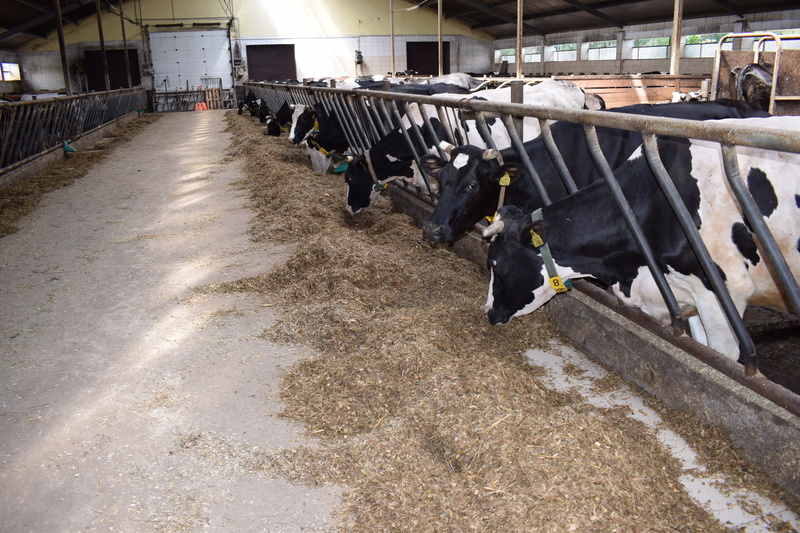 W gospodarstwie utrzymywanych jest ok. 140 sztuk bydła, w tym 80 krów