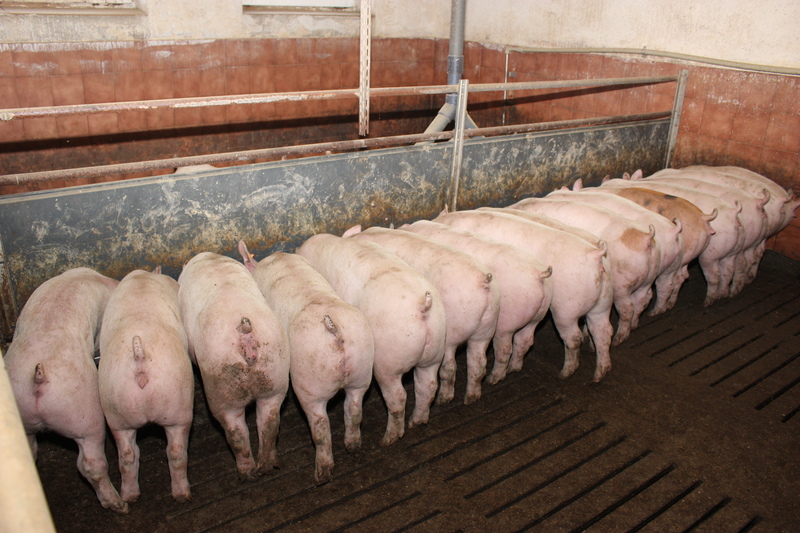 W gospodarstwie zastosowano system płynnego żywienia oparty o tzw. długie koryto, w którym pasza jest zadawana w określonych godzinach i wszystkie świnie w kojcu pobierają ją jednocześnie