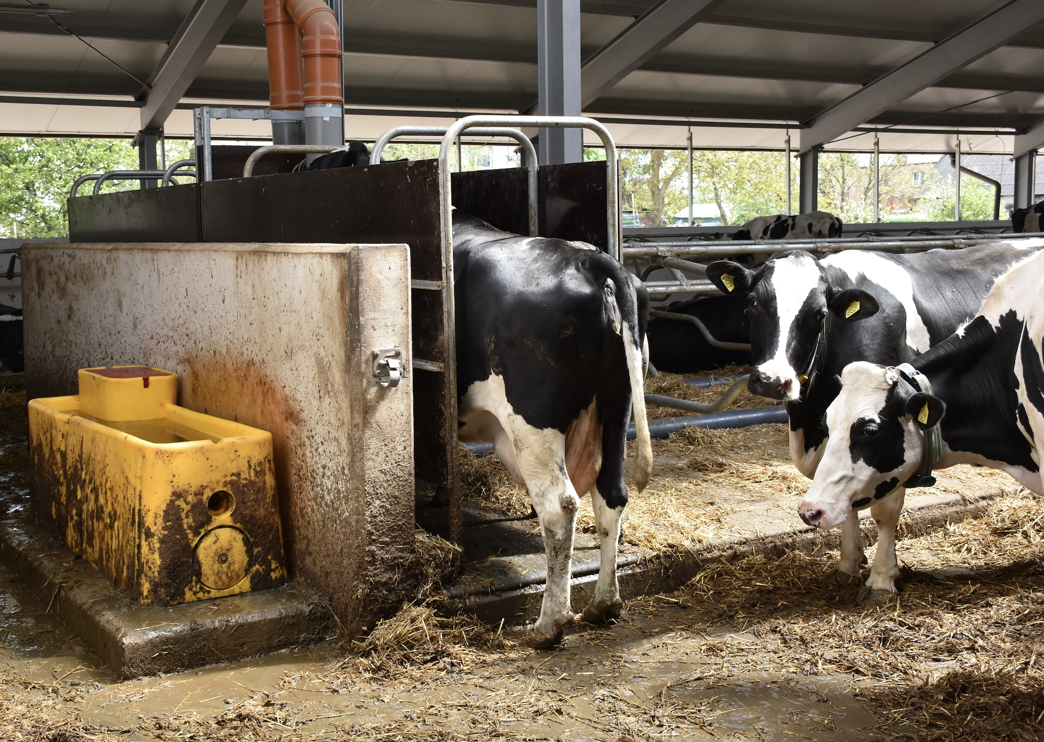 Stacja paszowa jest chętnie odwiedzana przez krowy