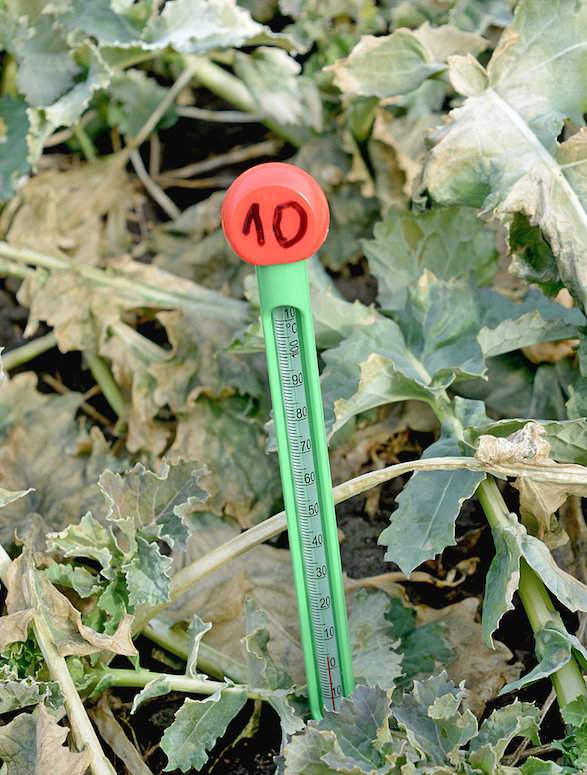 Dla wznowienia wegetacji najważniejsza dla roślin jest temperatura gleby na głębokości 10 cm i można ją kontrolować prostym termometrem glebowym
