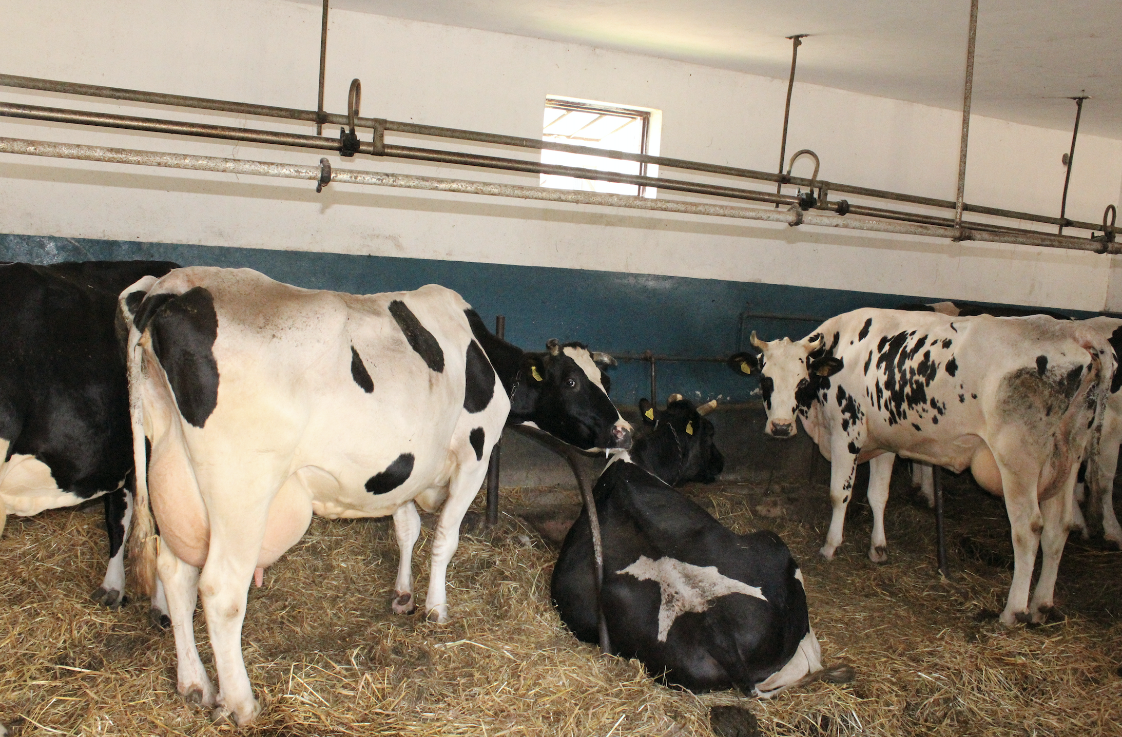 Stado krów mlecznych liczy 18 sztuk
