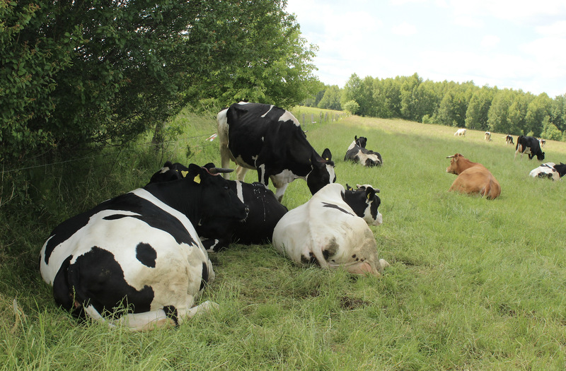 Krowy i starsze jałówki w gospodarstwie państwa Dybowskich od wiosny do jesieni korzystają z pastwisk
