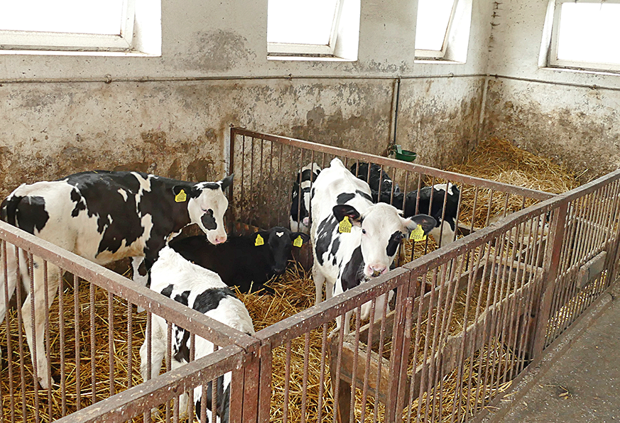 Przez pierwsze dwa tygodnie życia cielęta odpajane są mlekiem pełnym, po czym przechodzą na preparat mlekozastępczy z firmy Sano