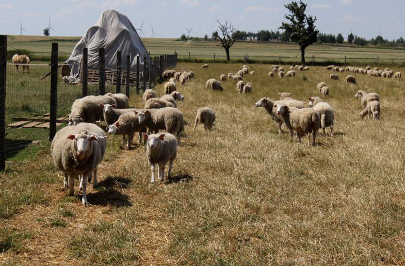 Polska owca pogórza dobrze wykorzystuje pasze z pastwiska