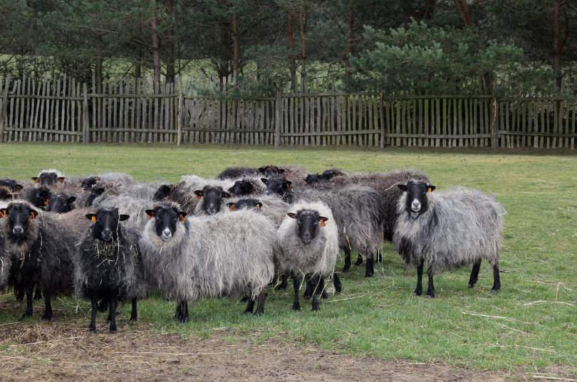 Owce wrzosówki są bardzo odporne na warunki środowiskowe 
