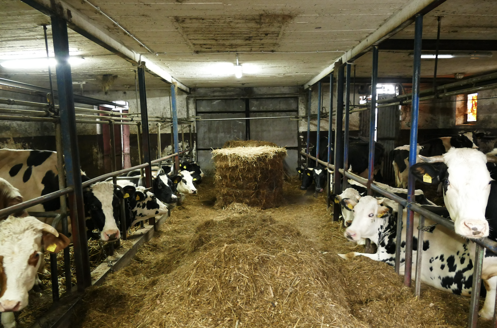 Stara obora dała początek prawdziwej produkcji mleka w gospodarstwie