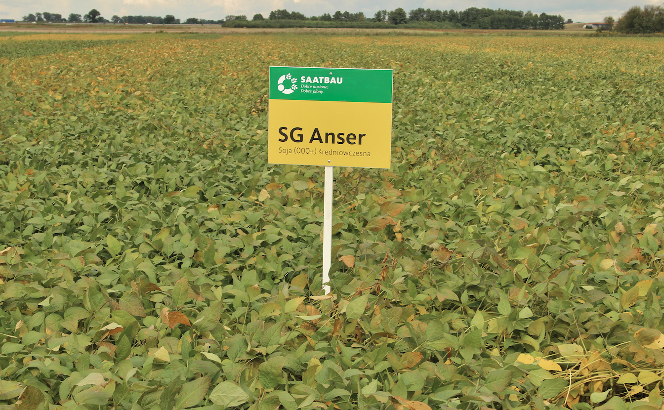 SG Anser to typowa odmiana zaliczana do grupy średnio wczesnej, która z powodzeniem może być uprawiana w Polsce Centralnej i Południowej