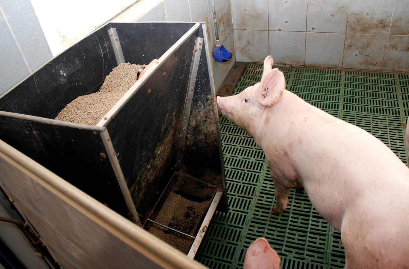 Zdaniem amerykańskich naukowców pasza może odgrywać ważną rolę w rozprzestrzenianiu się wirusa afrykańskiego pomoru świń