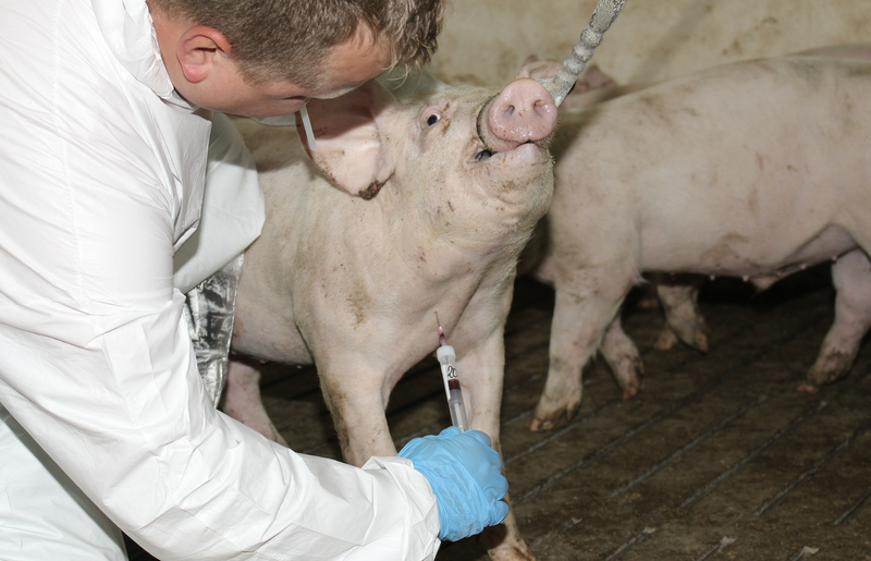 Szczepienia świń będą skuteczne, jeśli schorzenia zostaną właściwie rozpoznane, dlatego warto przed iniekcją wykonać badania