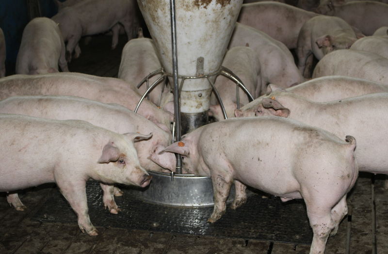 Ziarno złej jakości ma obniżoną wartość pokarmową, a ponieważ stosuje się go dużo w paszach dla świń, odbija się to negatywnie na wynikach