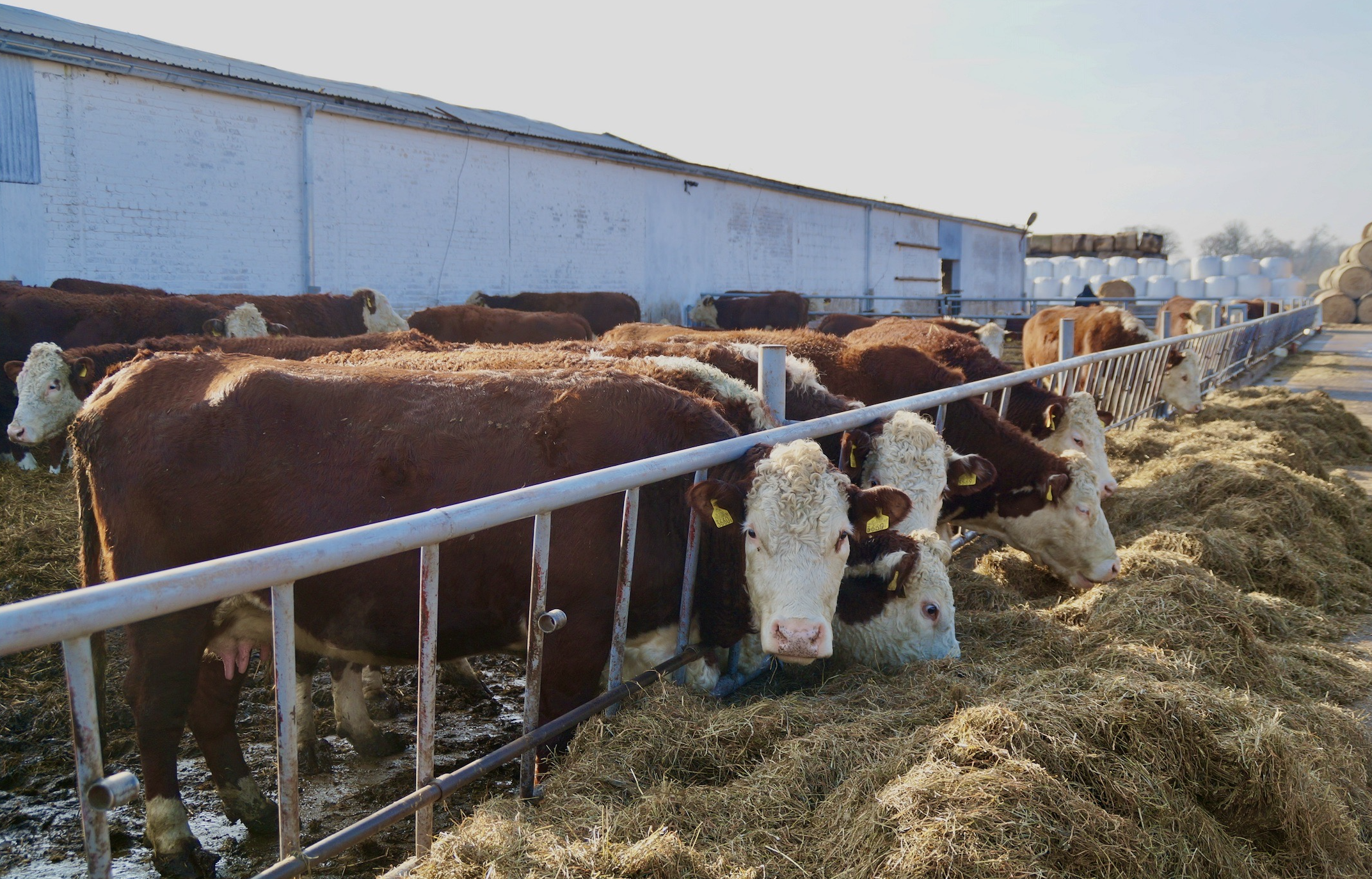 Zimą w żywieniu krów mamek warto wykorzystać tanie pasze objętościowe takie jak siano i słoma oraz sianokiszonkę